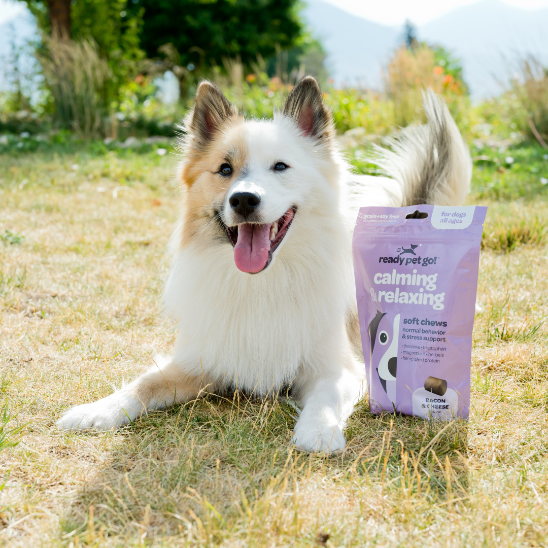 Calming & Relaxing Dog Chews for Anxiety & Stress Relief