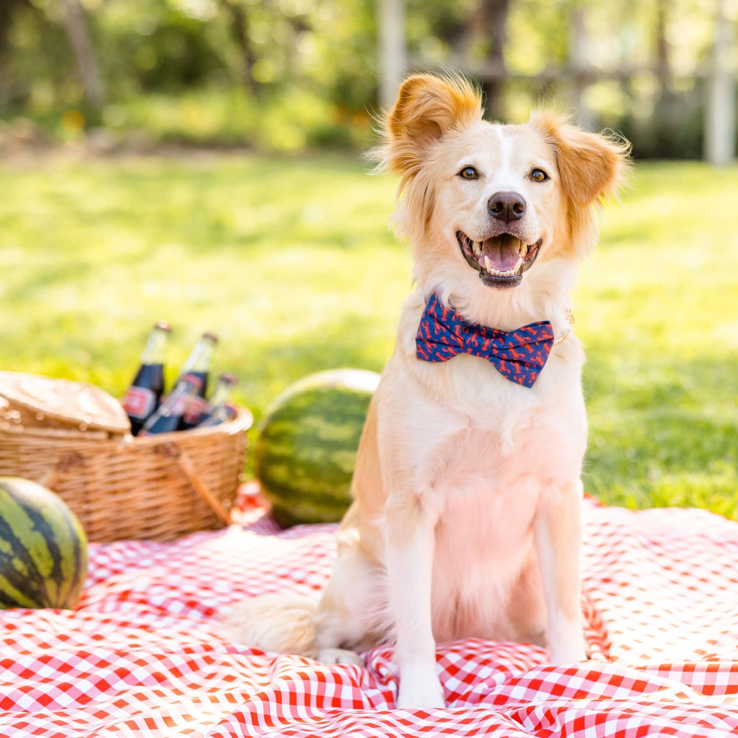 Catch of the Day Summer Dog Bow Tie The Foggy Dog