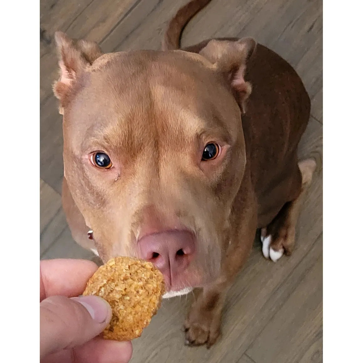 Peanut Butter & Blueberry Soft Chewy Dog Treats Dilly's™ Poochie Butter