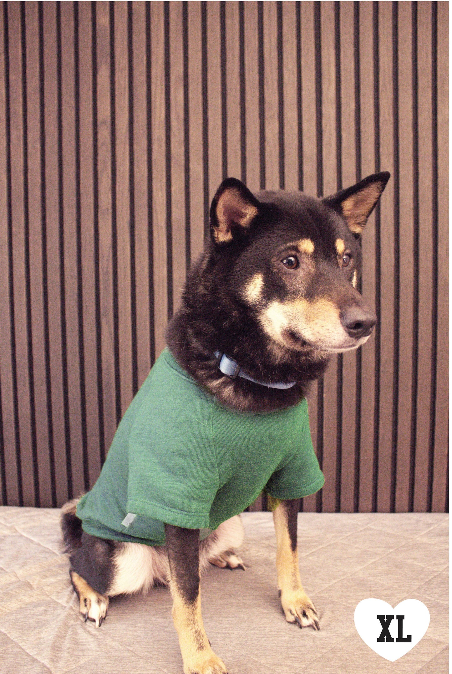 MINI PUMPKIN Pet Graphic Sweatshirt