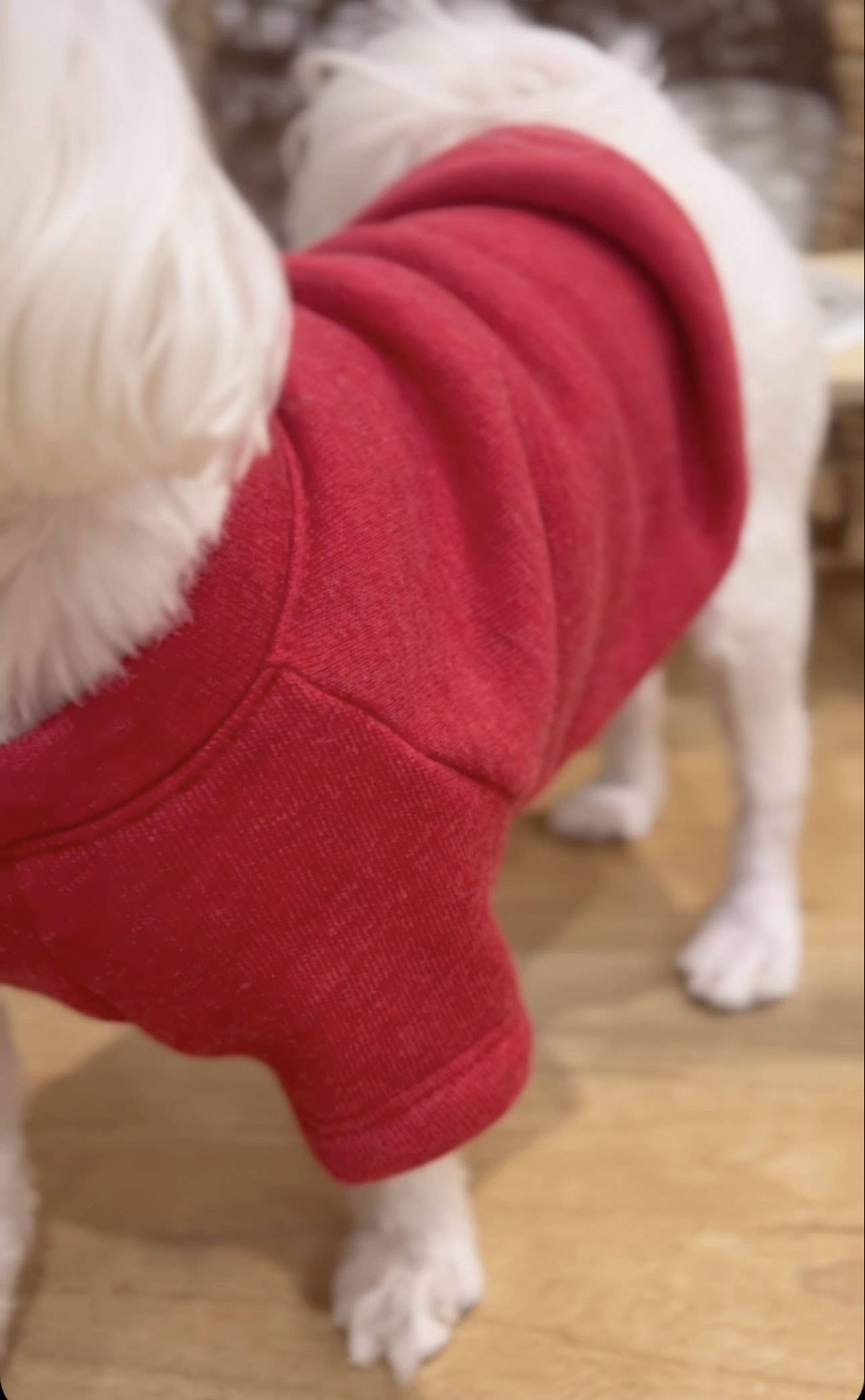 MINI PUMPKIN Pet Graphic Sweatshirt