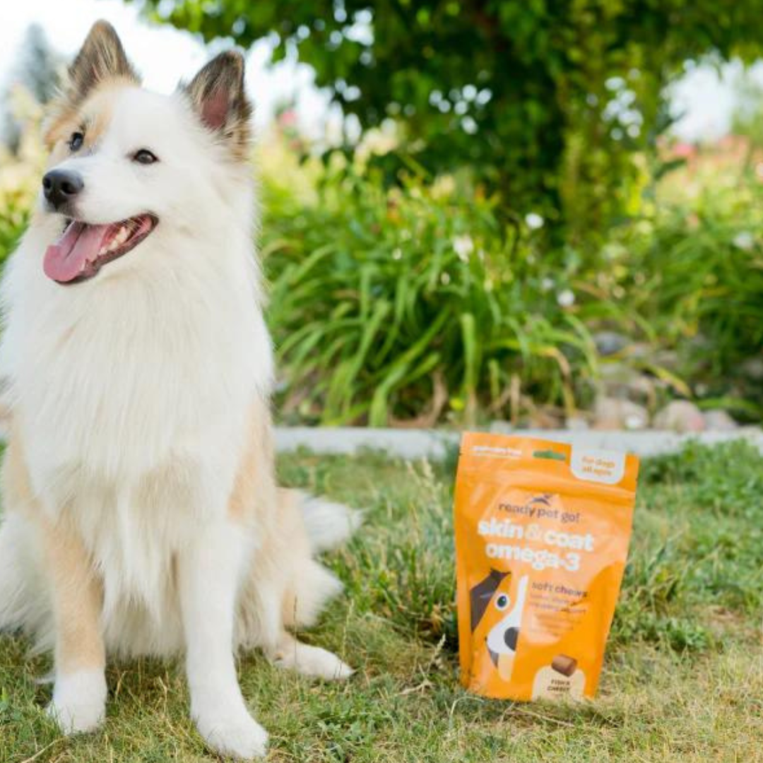 Omega 3 Fish Oil Supplement Chews for Dogs - Skin & Coat