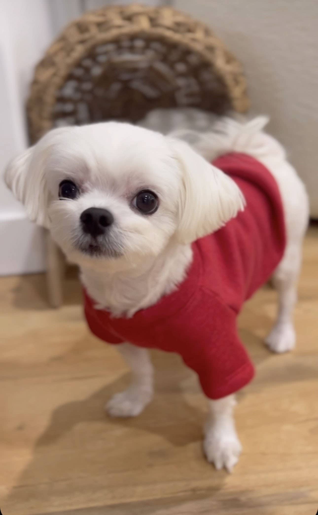 MINI PUMPKIN Pet Graphic Sweatshirt