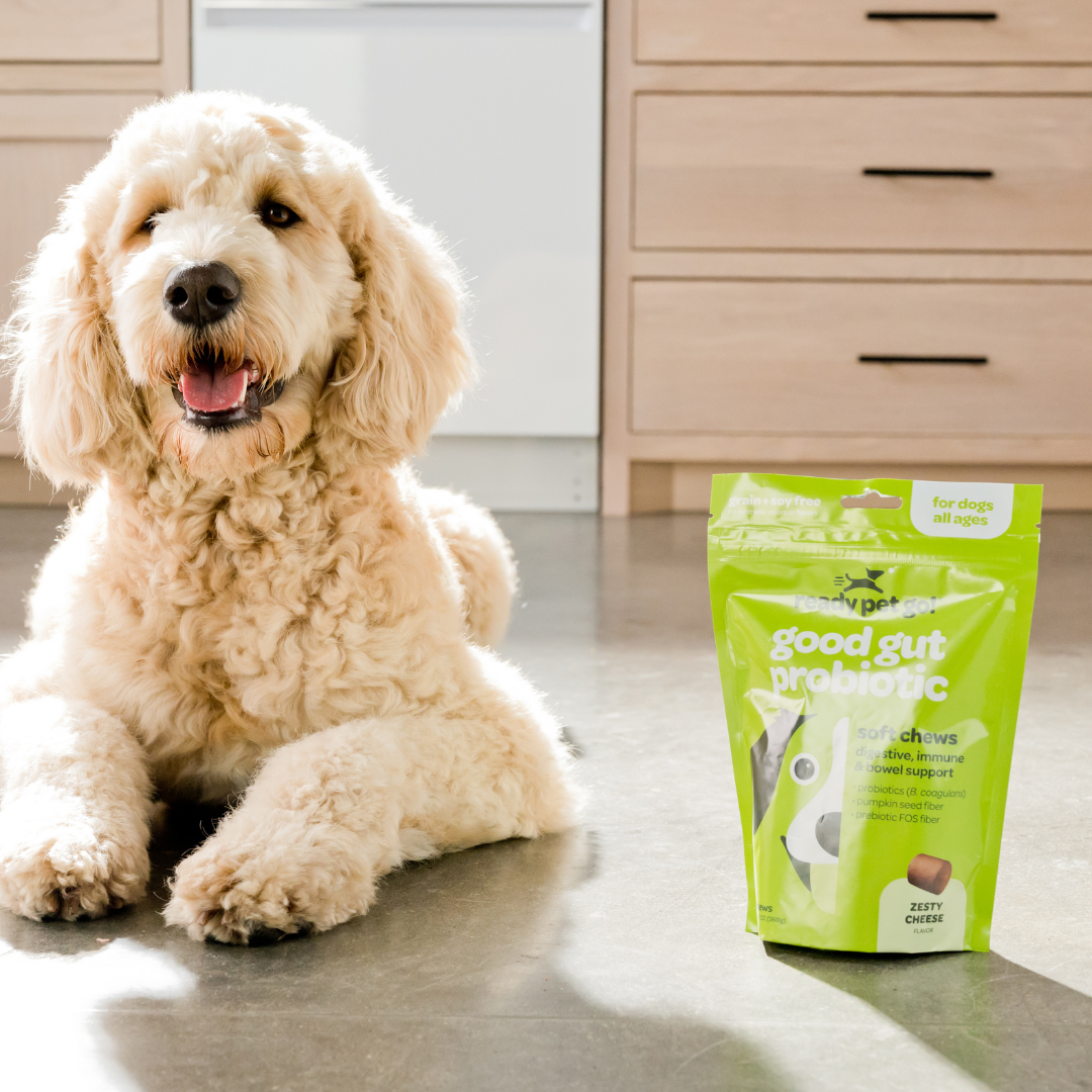 Gut Health Probiotic Chews for Dogs - Digestive Support