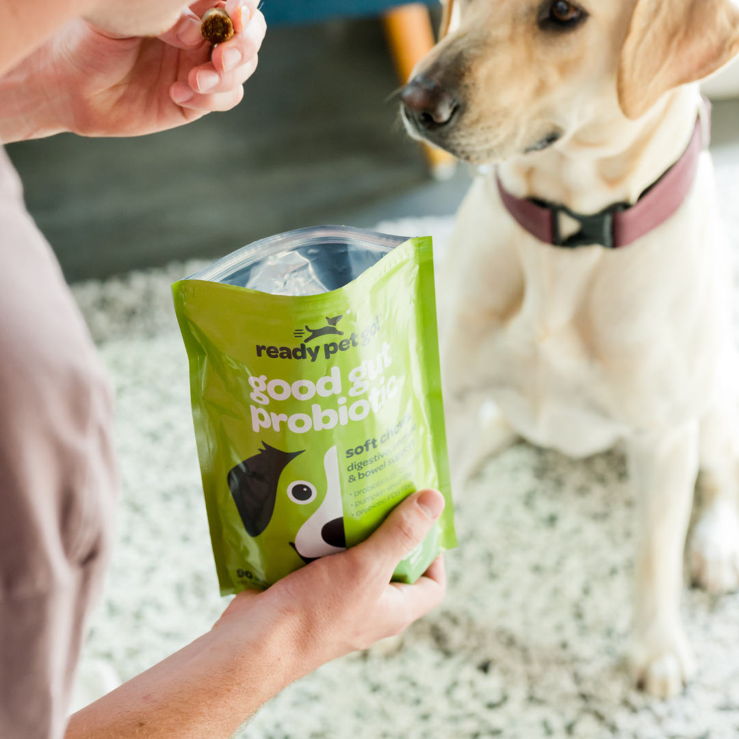 Gut Health Probiotic Chews for Dogs - Digestive Support