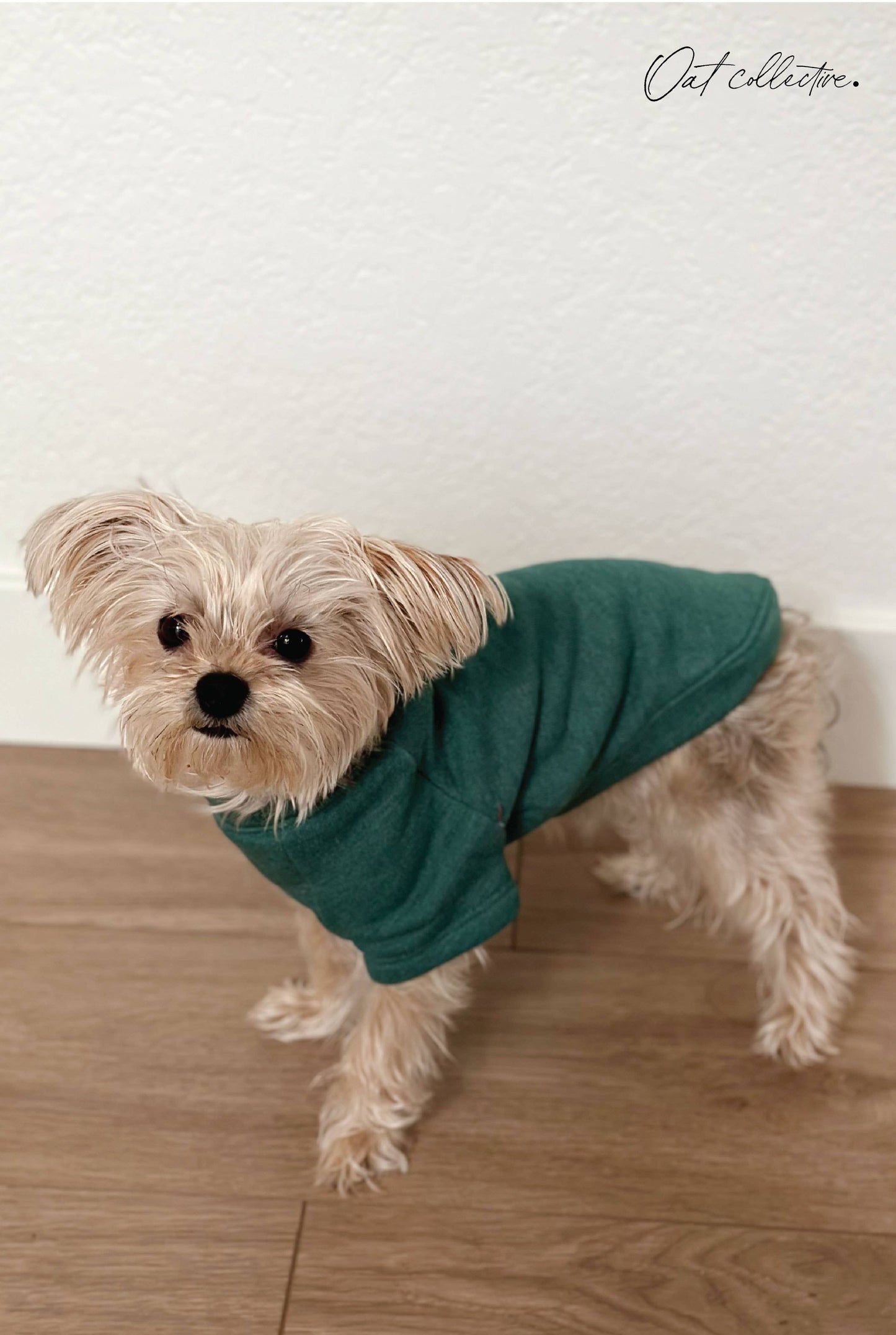 MINI PUMPKIN Pet Graphic Sweatshirt