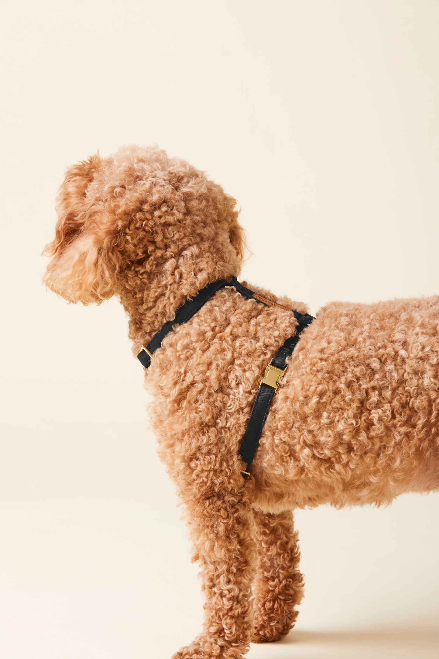Onyx Dog Harness
