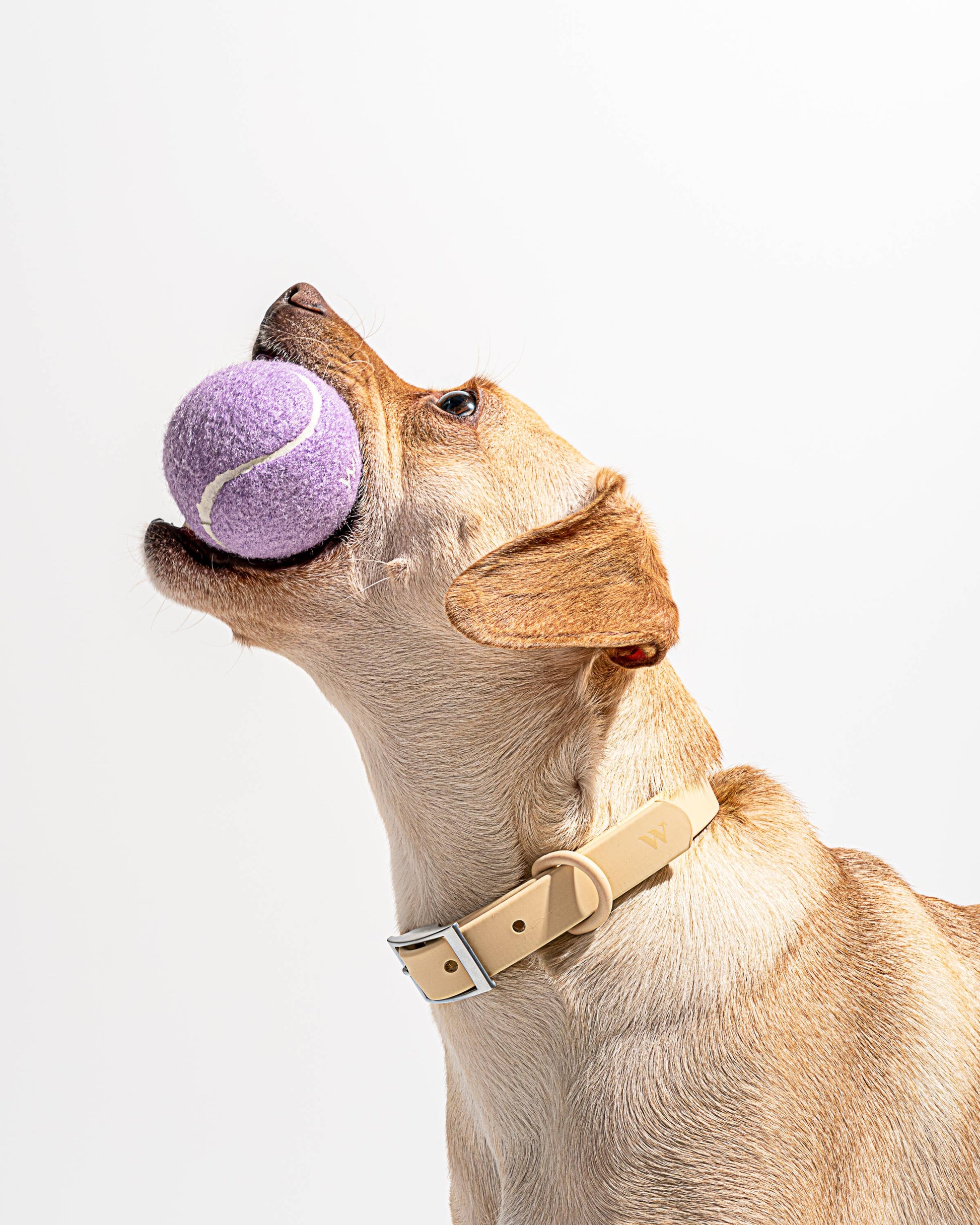 4-Pack Dog Tennis Balls Wild One