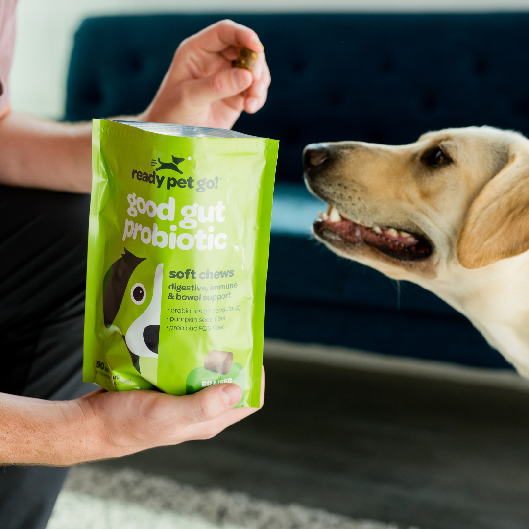 Gut Health Probiotic Chews for Dogs - Digestive Support
