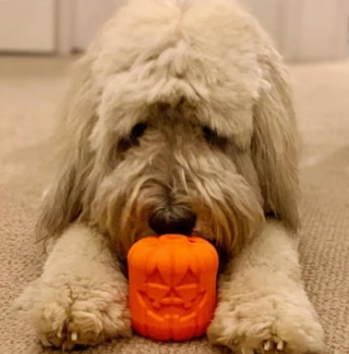 Halloween Jack O' Lantern - Chew Toy-Treat Dispenser