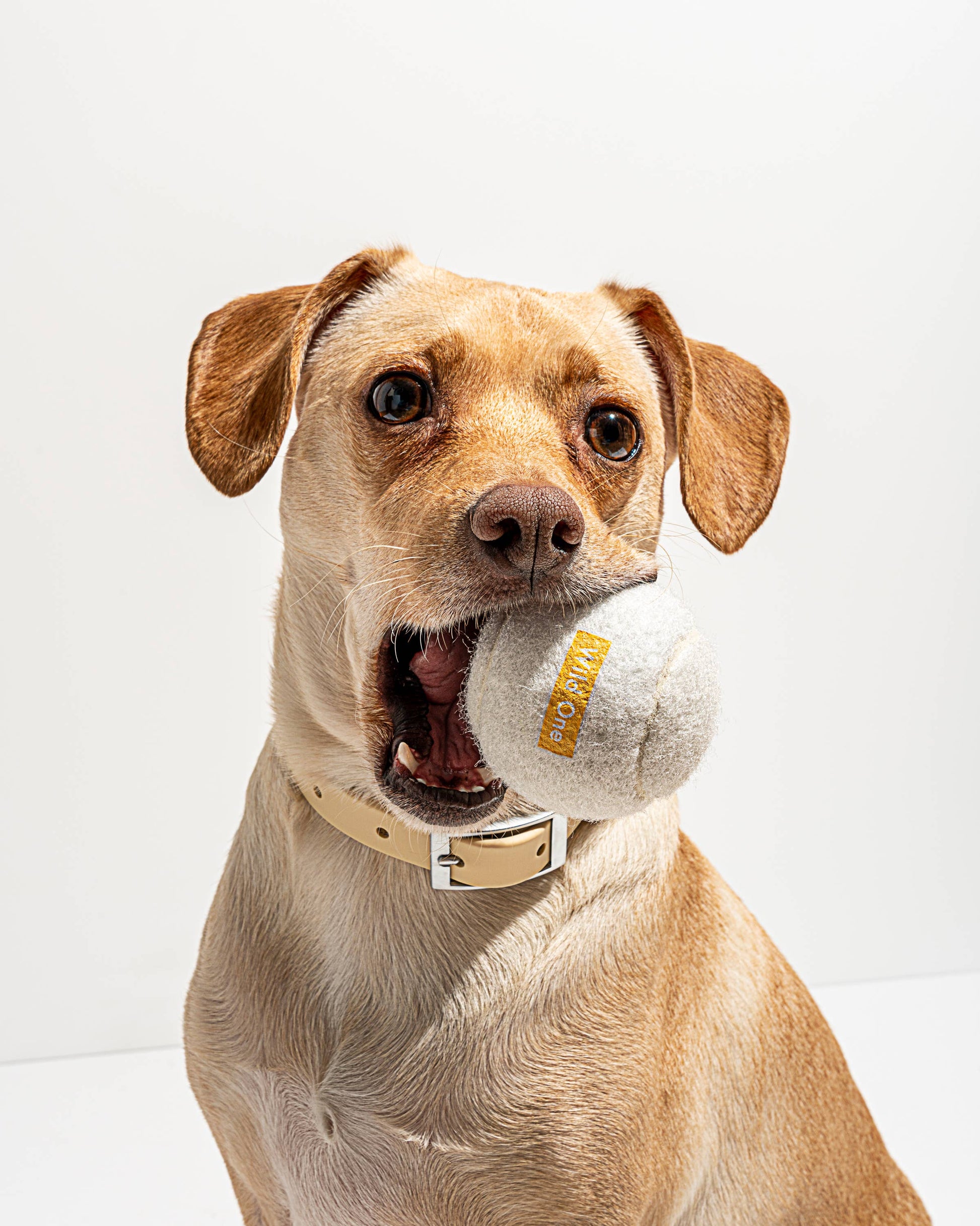 4-Pack Dog Tennis Balls Wild One
